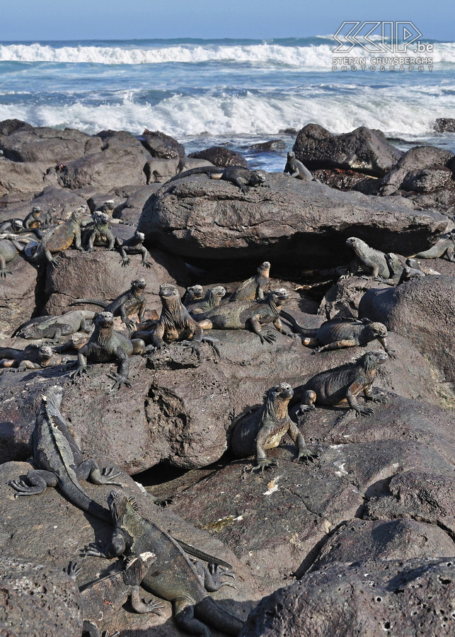 Galapagos - Santa Cruz - Playa del Perros - Marine iguanas  Stefan Cruysberghs